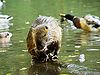 Nutria1.jpg