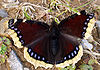Nymphalis antiopa.JPG