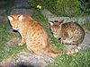 Ocicat Charan-Rizzo sitting.jpg