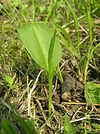 Ophioglossum vulgatum1.JPG