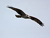 Pandion haliaetus 2355.JPG