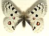 Parnassius.apollo.mounted.jpg