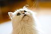 PawsChinchilla2.jpg