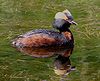 Podiceps auritus1.jpg