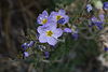 Polemonium boreale 8873.JPG