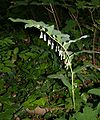 Polygonatum multiflorum 1.jpg