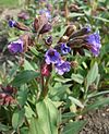 Pulmonaria.JPG