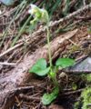 Pyrola uniflora a1.jpg