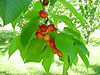 Rainier Cherries.JPG