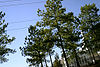 Raleigh North Carolina Temple by Open Box.jpeg