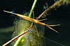 Ranatra.linearis.jpg