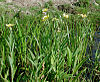 Ranunculus lingua 9790-800.jpg