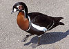 Red-breasted goose arp.jpg