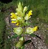 Rhinanthus angustifolius a1.jpg