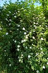 Rosa canina plant Luc Viatour.JPG