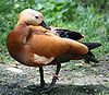 Ruddy Shelduck 489.jpg