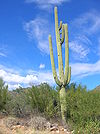 Saguaro1.JPG