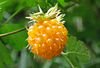 SalmonBerry.jpg