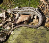 Sand Lizard 2008 G3.jpg