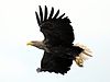 Seeadler-flug.jpg