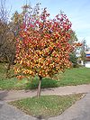 Sorbus intermedia drzewo.JPG