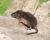 Sorex araneus2.JPG