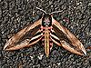 Sphinx Ligustri Hawkmoth.jpg