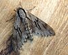Sphinx pinastri01.jpg