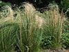 Stipa sp 2-OB9.jpg