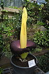 Titan arum Kew 6697.JPG