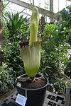 Titan arum Kew 6700.JPG