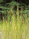 Typha laxmannii2.jpg