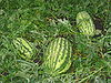 Watermelons1.JPG