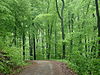 Wienerwald.JPG