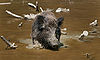 Wild Boar Habbitat 2.jpg