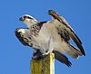Wild Pandion.jpg