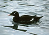 Wwscoter12.JPG