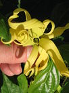 Cananga odorata1.JPG