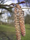 Corylus maxima R0015239.JPG