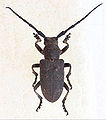 Lamia textor.jpg