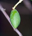Olive.JPG