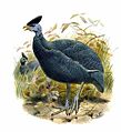 Guttera plumifera.jpg