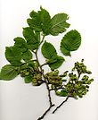 Elm Foliage.jpg