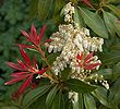 Pieris forest flame A.jpg