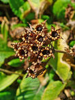 Primula veris 003.JPG