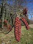 Alnus rubra 9819.JPG