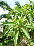 Arbutus andrachne 02.JPG