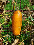 Cucumis sativus 0004.JPG
