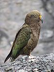 Kea.jpg