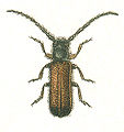 Tetrops praeusta.jpg
